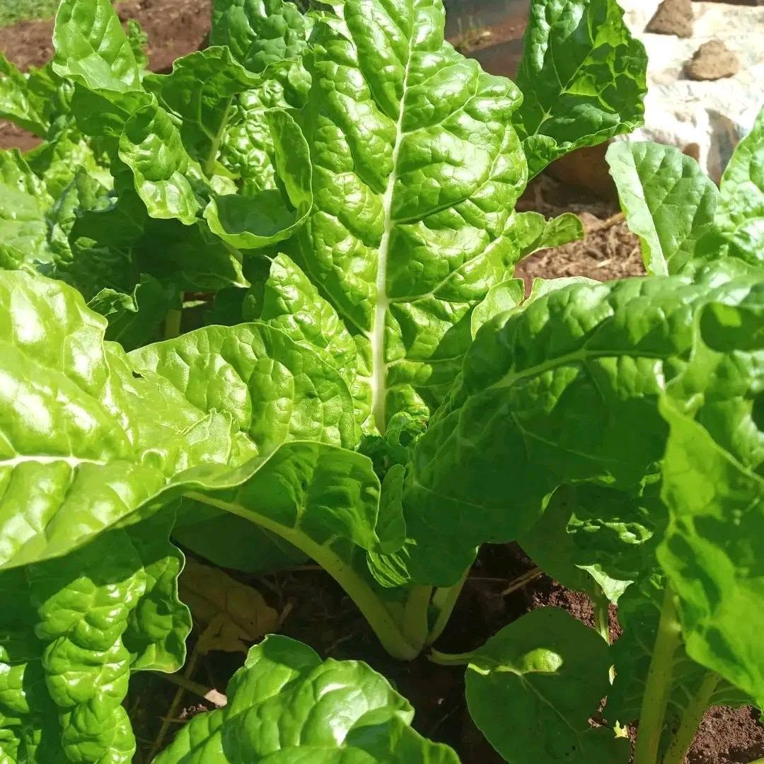 Swiss Chard seeds | Organic | 200+ seeds | Easy | Hight Nutricious | Microgreens