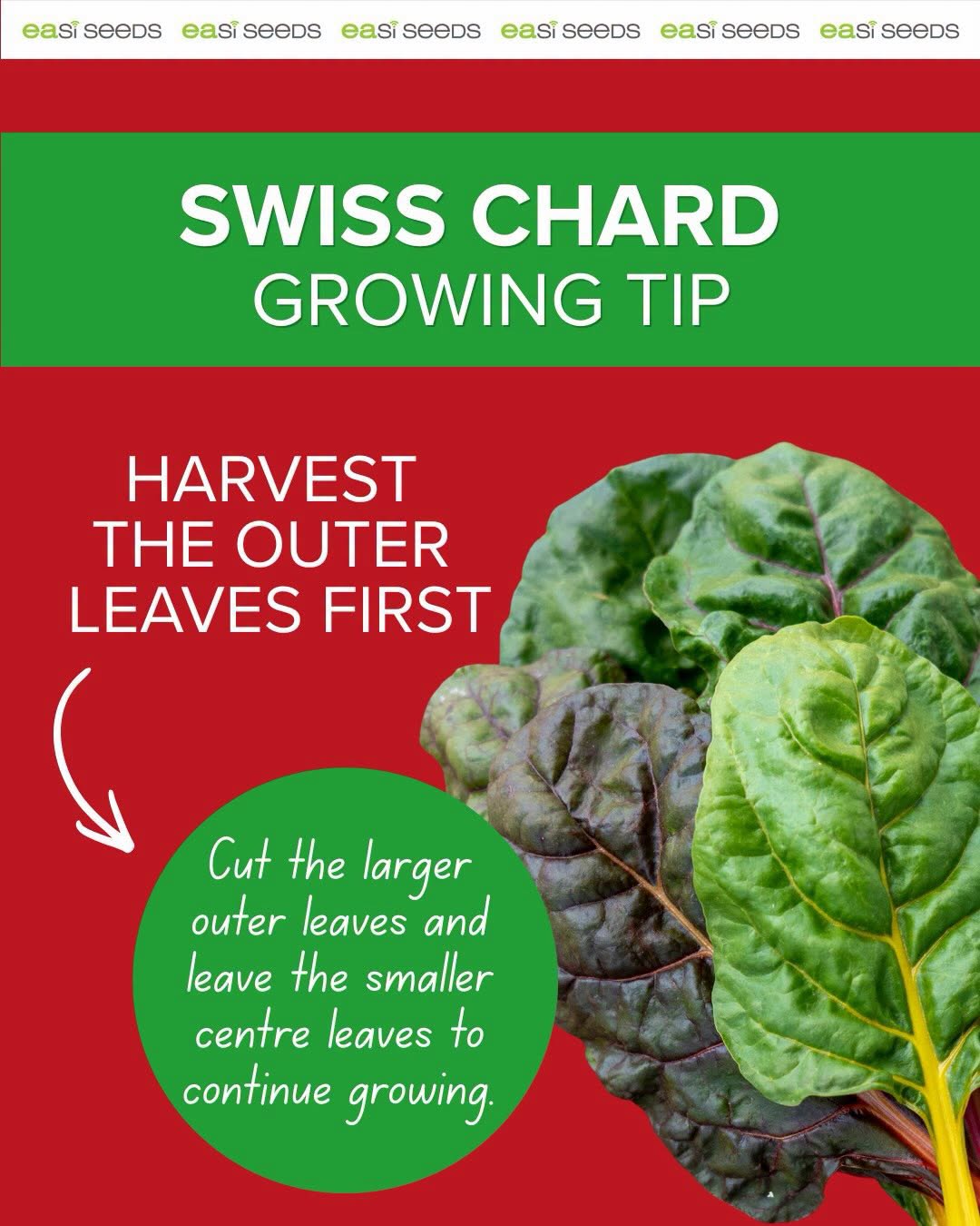 Swiss Chard seeds | Organic | 200+ seeds | Easy | Hight Nutricious | Microgreens