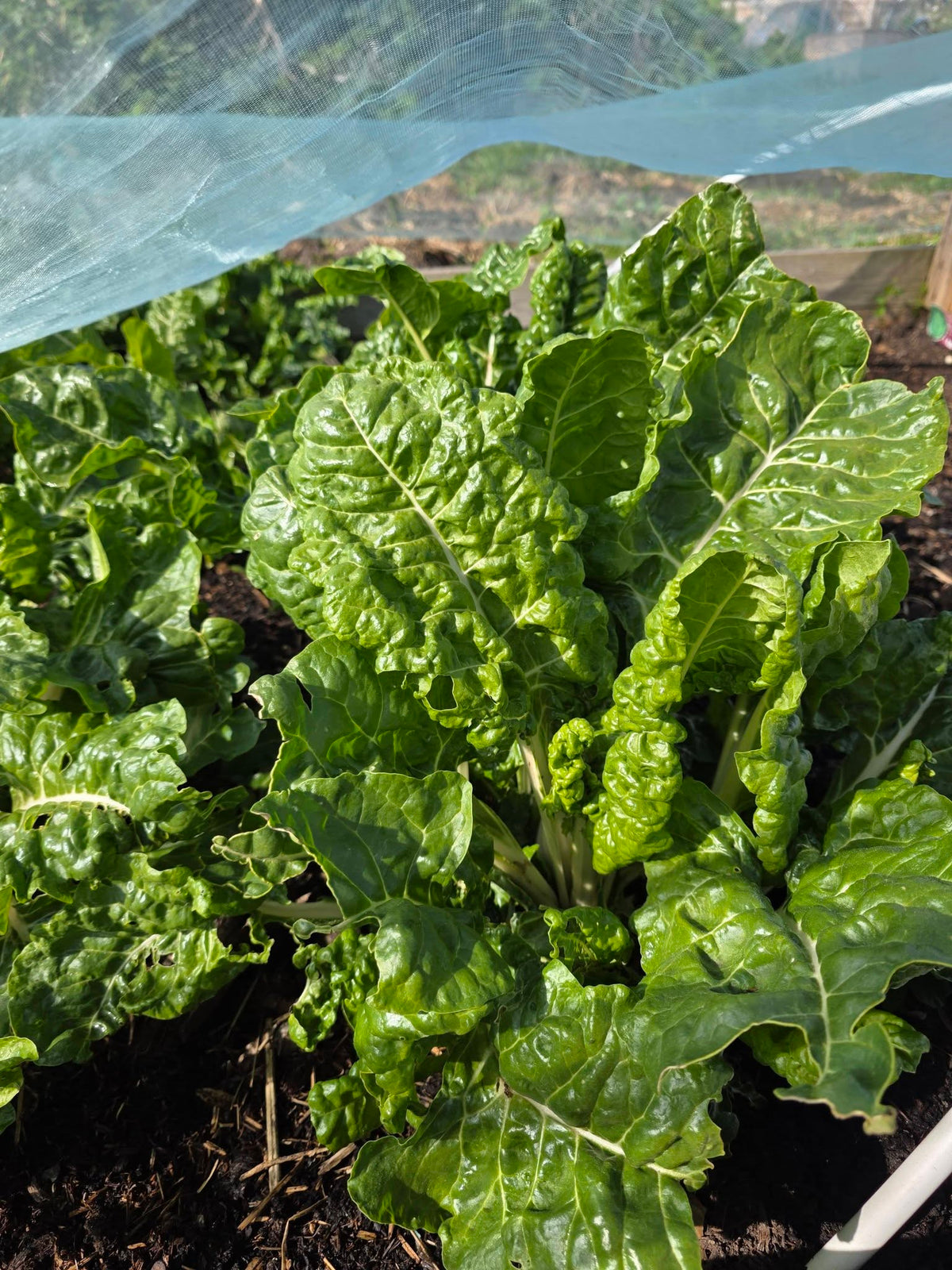 Swiss Chard seeds | Organic | 200+ seeds | Easy | Hight Nutricious | Microgreens