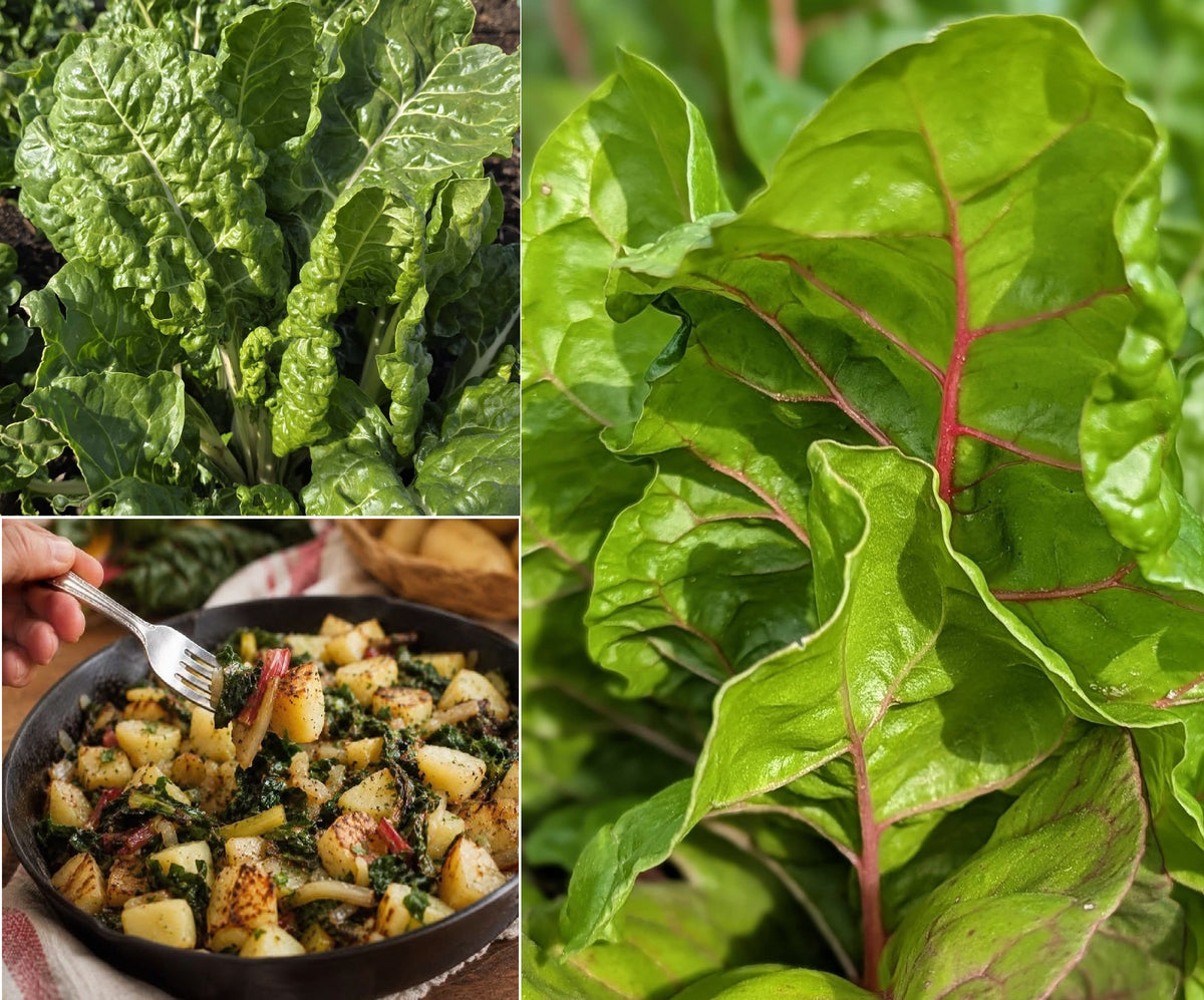 Swiss Chard seeds | Organic | 200+ seeds | Easy | Hight Nutricious | Microgreens