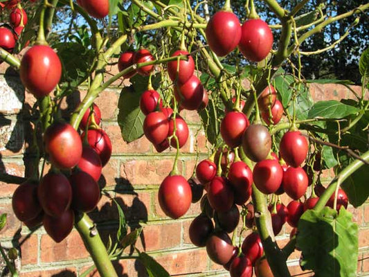 Tamarillo|  Tree Tomato | Cyphomandra Betacea | 40+ seeds