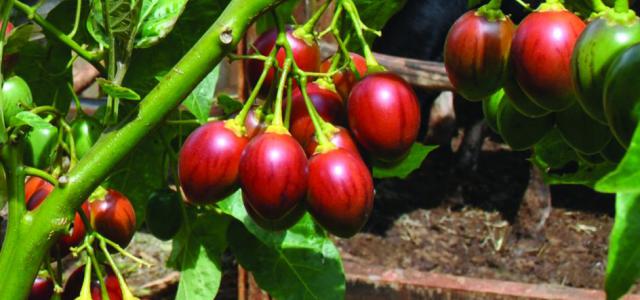 Tamarillo|  Tree Tomato | Cyphomandra Betacea | 40+ seeds