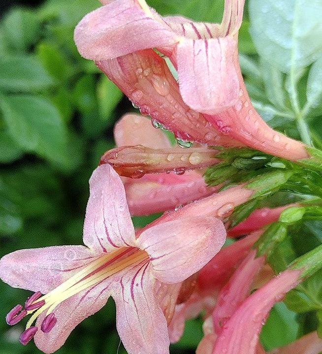 Cape Honeysuckle - Pink | Tecoma Capensis | 20+ seeds