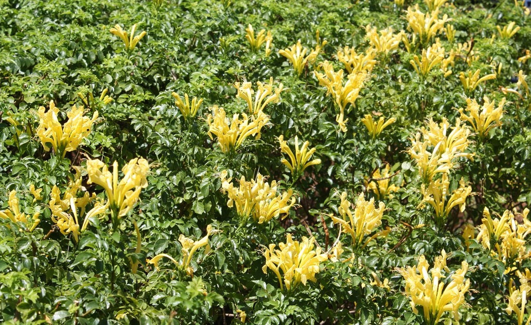 Cape Honeysuckle - Yellow  | Tecoma Capensis | 20+ seeds | Climber