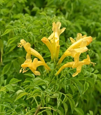 Cape Honeysuckle - Yellow  | Tecoma Capensis | 20+ seeds | Climber