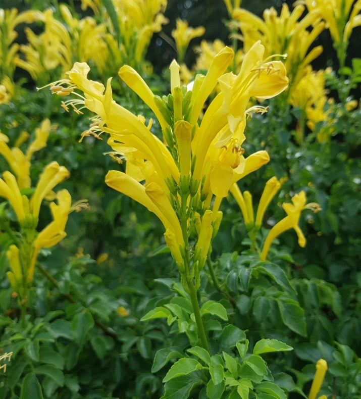 Cape Honeysuckle - Yellow  | Tecoma Capensis | 20+ seeds | Climber