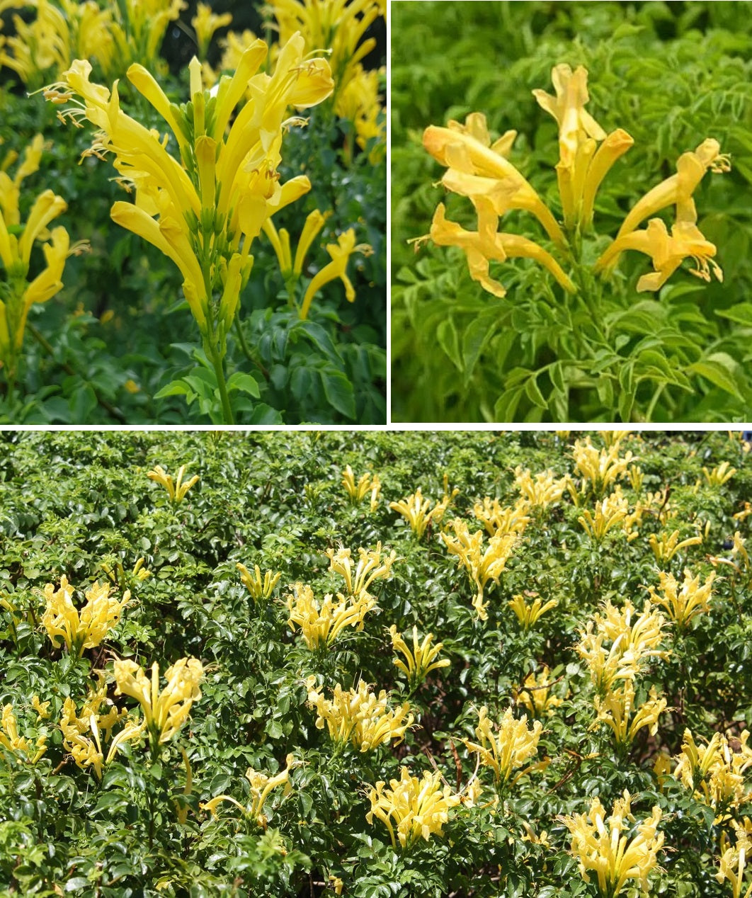 Cape Honeysuckle - Yellow  | Tecoma Capensis | 20+ seeds | Climber