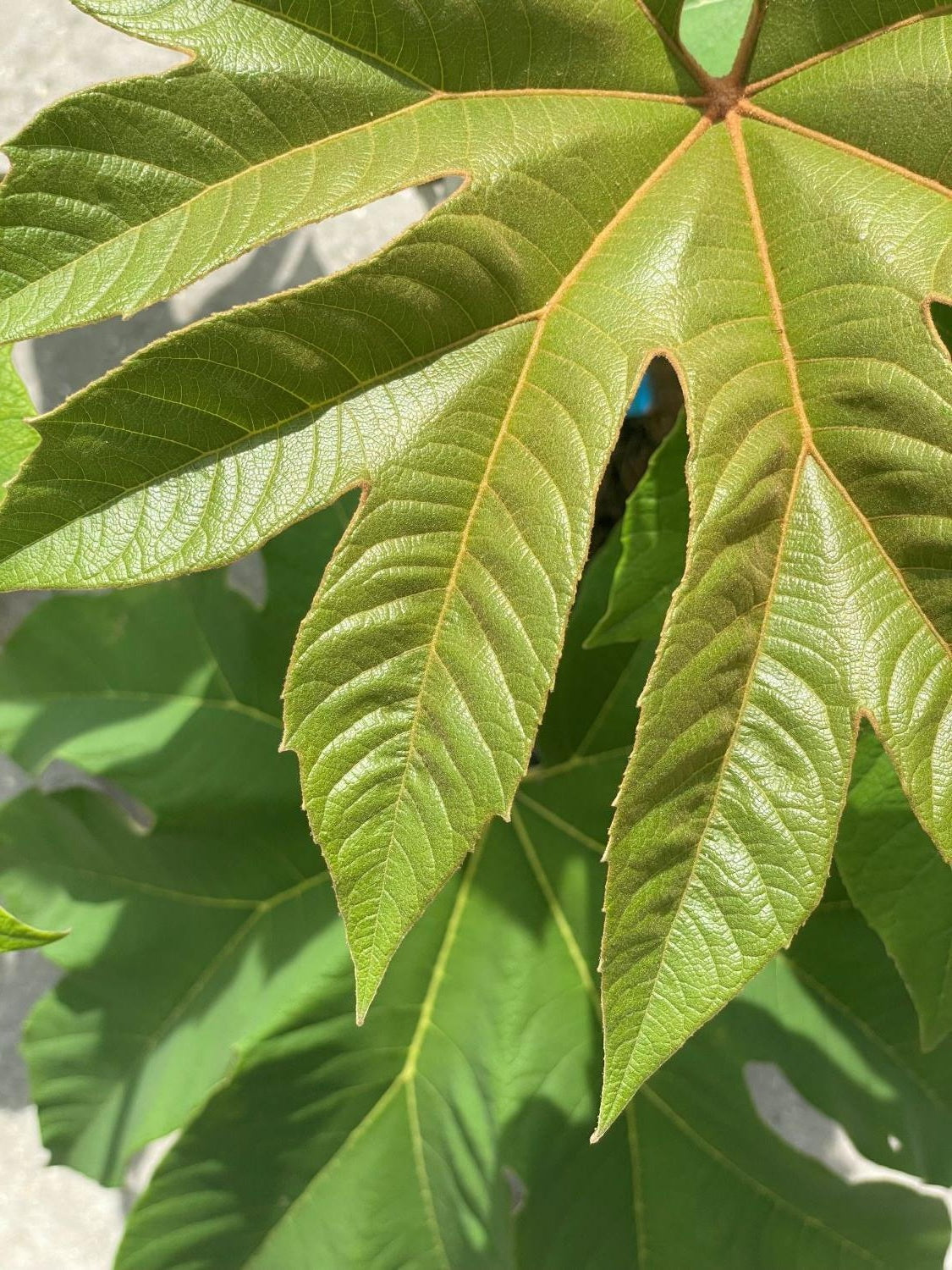 T-Rex plant | 10+ seeds | Tetrapanax Papyrifer Dinosaur Tree | Hardy Evergreen