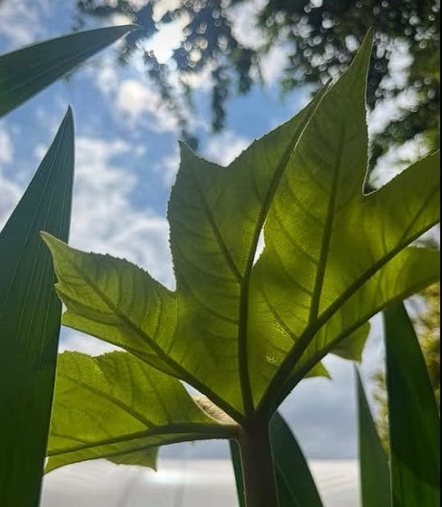 T-Rex plant | 10+ seeds | Tetrapanax Papyrifer Dinosaur Tree | Hardy Evergreen