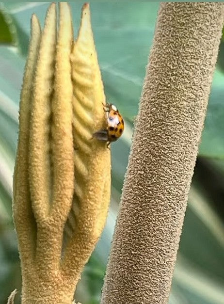 T-Rex plant | 10+ seeds | Tetrapanax Papyrifer Dinosaur Tree | Hardy Evergreen