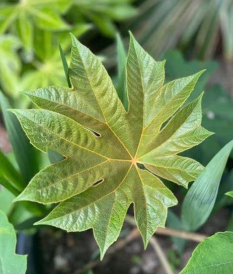 T-Rex plant | 10+ seeds | Tetrapanax Papyrifer Dinosaur Tree | Hardy Evergreen