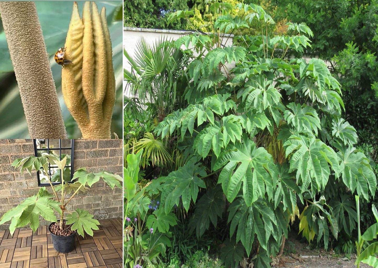 T-Rex plant | 10+ seeds | Tetrapanax Papyrifer Dinosaur Tree | Hardy Evergreen
