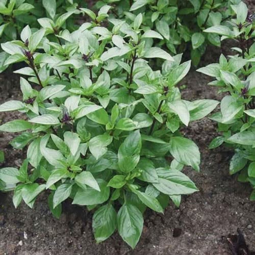 Thai Basil | 5000+ seeds | Liquorice Basil | Rau Húng Quế  |Asian cooking | Horapha