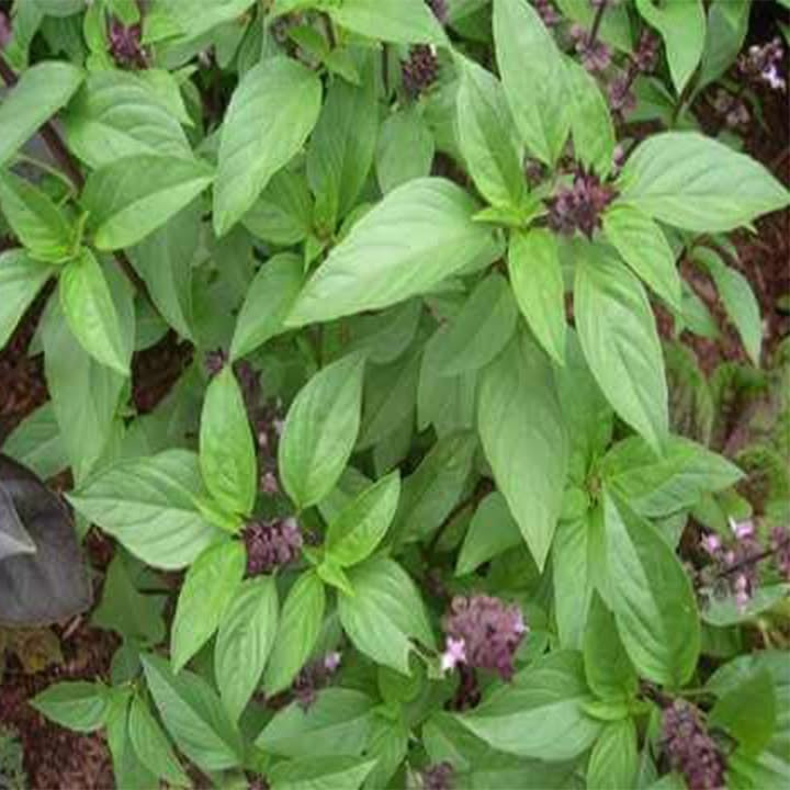 Thai Basil | 5000+ seeds | Liquorice Basil | Rau Húng Quế  |Asian cooking | Horapha
