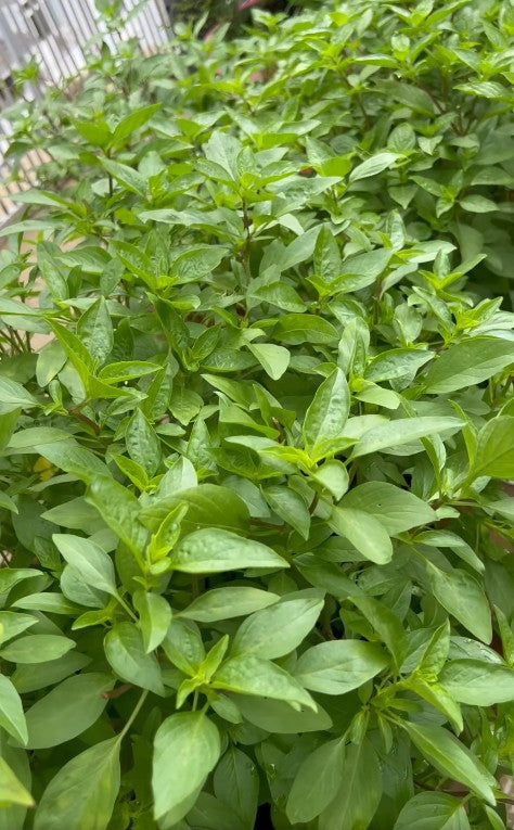 Thai Basil | 5000+ seeds | Liquorice Basil | Rau Húng Quế  |Asian cooking | Horapha