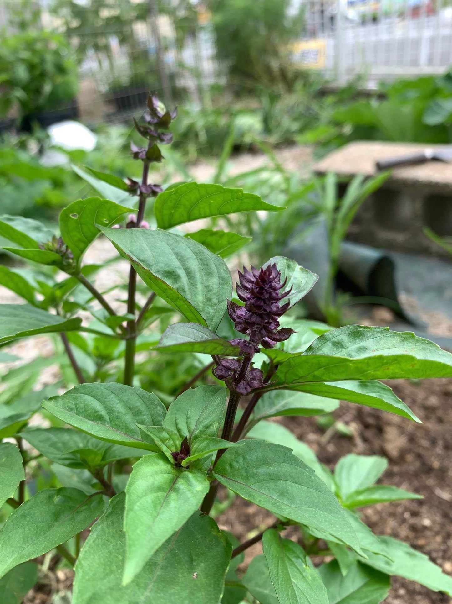 Thai Basil | 5000+ seeds | Liquorice Basil | Rau Húng Quế  |Asian cooking | Horapha