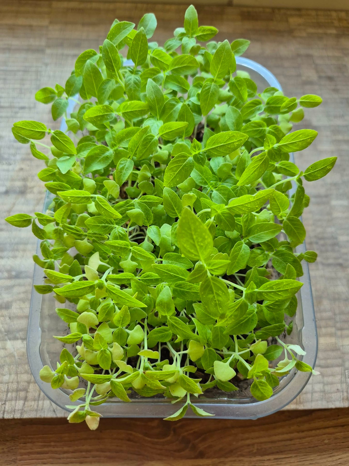 Thai Basil | 5000+ seeds | Liquorice Basil | Rau Húng Quế  |Asian cooking | Horapha