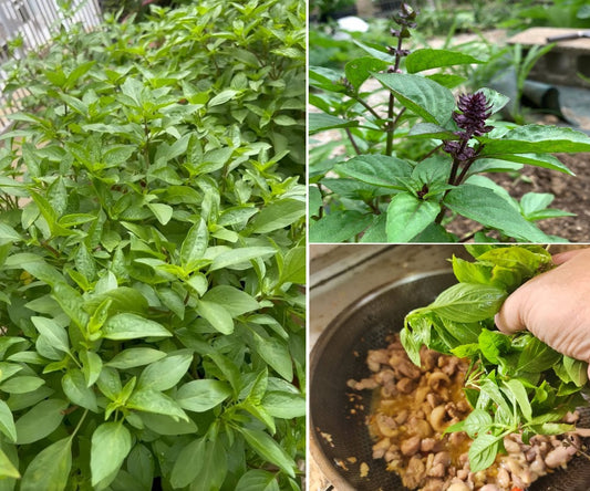 Thai Basil | 5000+ seeds | Liquorice Basil | Rau Húng Quế  |Asian cooking | Horapha