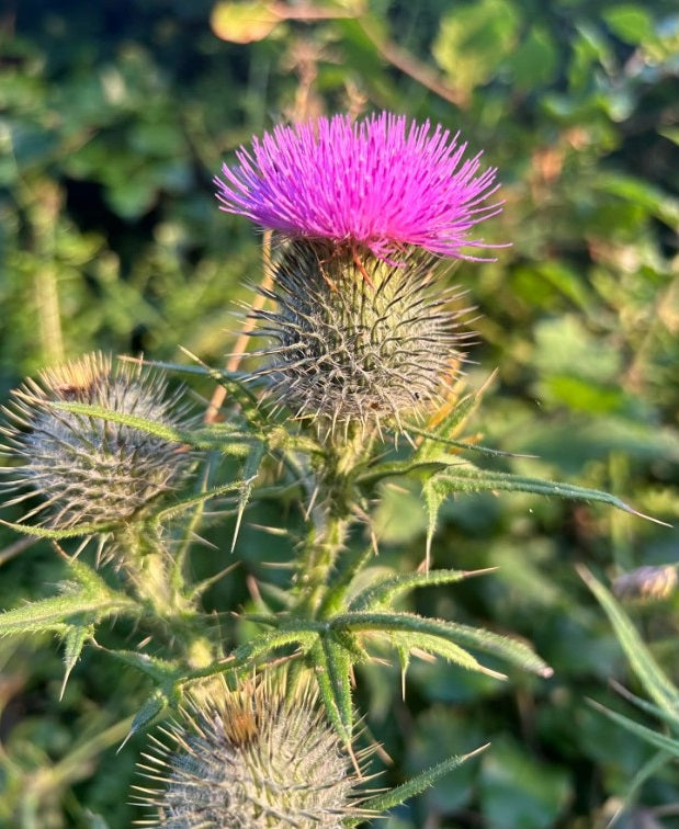 Scottish Thistle | Onopordum Acanthium | 20+ seeds