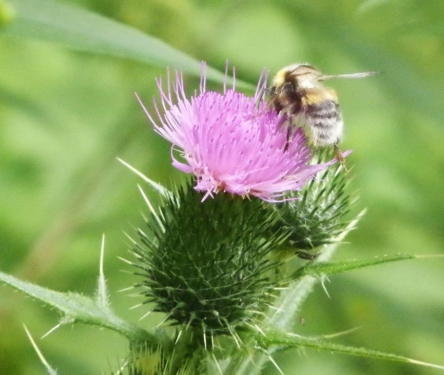 Scottish Thistle | Onopordum Acanthium | 20+ seeds