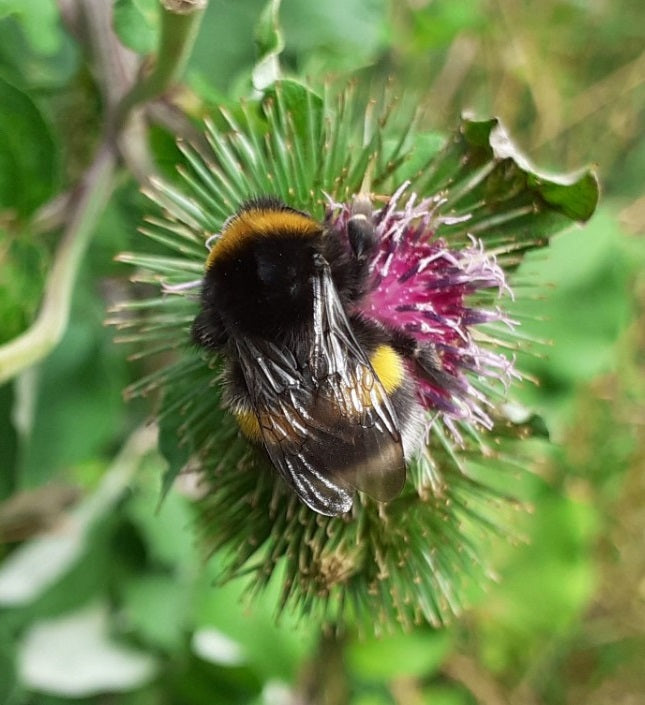 Scottish Thistle | Onopordum Acanthium | 20+ seeds