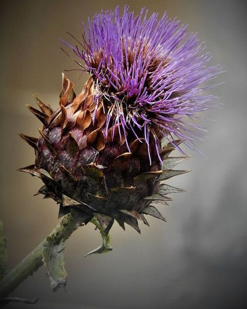 Scottish Thistle | Onopordum Acanthium | 20+ seeds