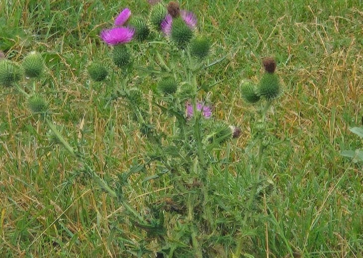 Scottish Thistle | Onopordum Acanthium | 20+ seeds