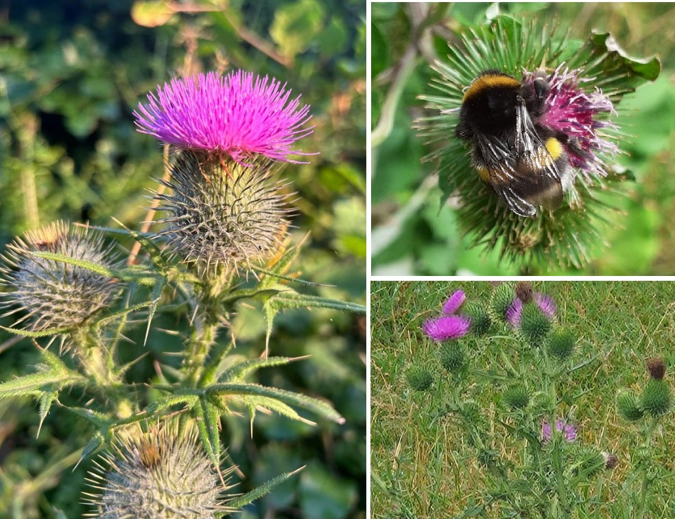 Scottish Thistle | Onopordum Acanthium | 20+ seeds