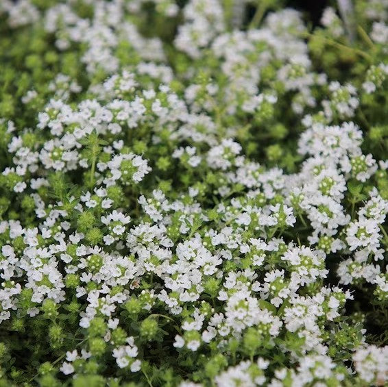 Share White Creeping Thyme seeds | "Snowthyme" | 100+ Premium Seeds | Thymus Serpyllum