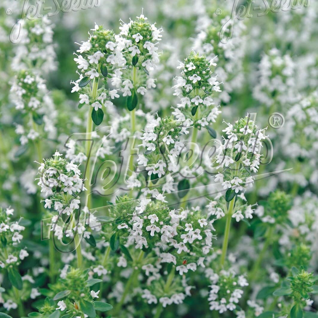 Share White Creeping Thyme seeds | "Snowthyme" | 100+ Premium Seeds | Thymus Serpyllum