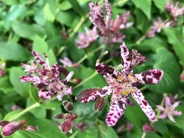 Toad Lily | Tricyrtis Hirta | 30+ seeds | Perennial | Shade Loving