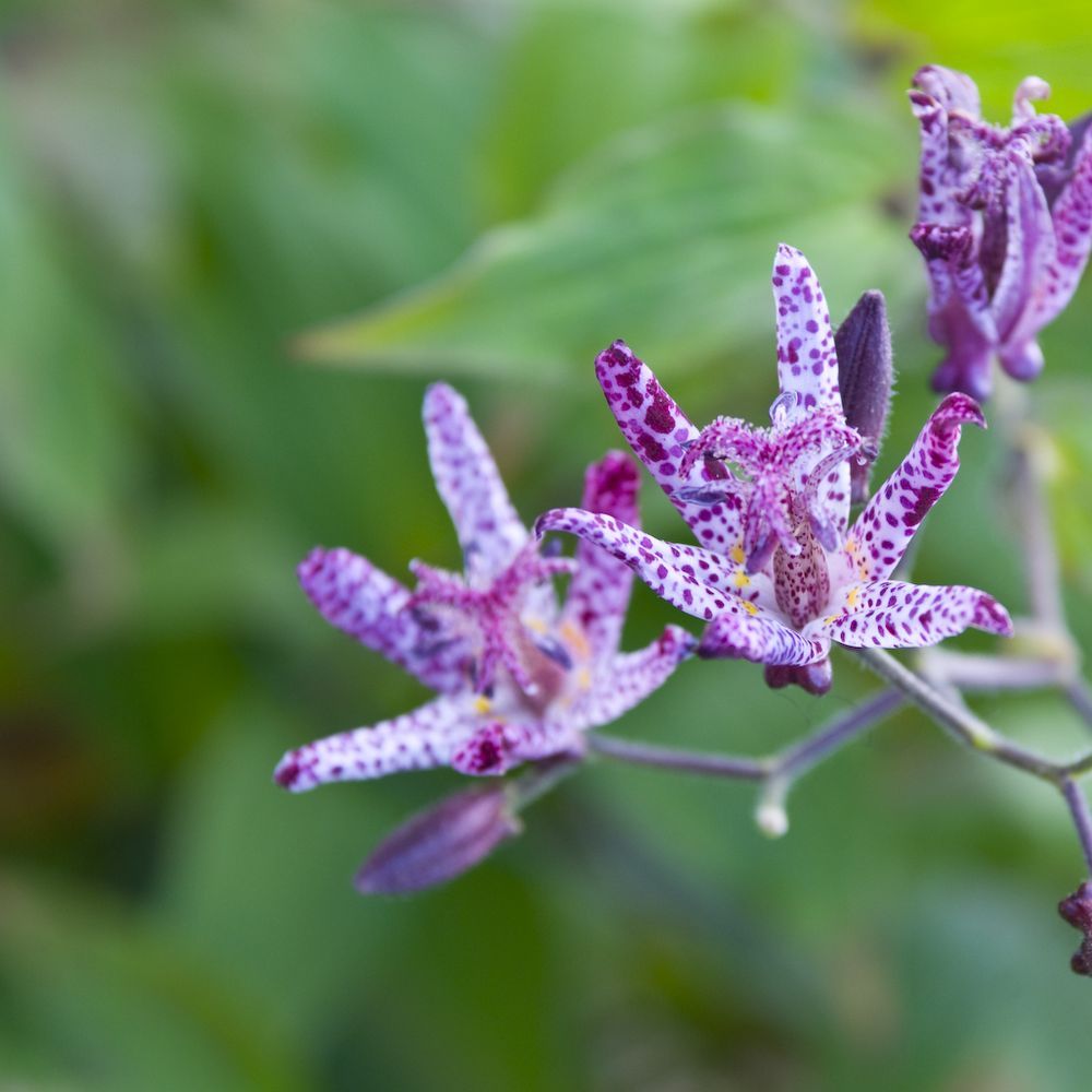 Toad Lily | Tricyrtis Hirta | 30+ seeds | Perennial | Shade Loving