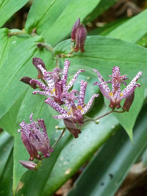 Toad Lily | Tricyrtis Hirta | 30+ seeds | Perennial | Shade Loving