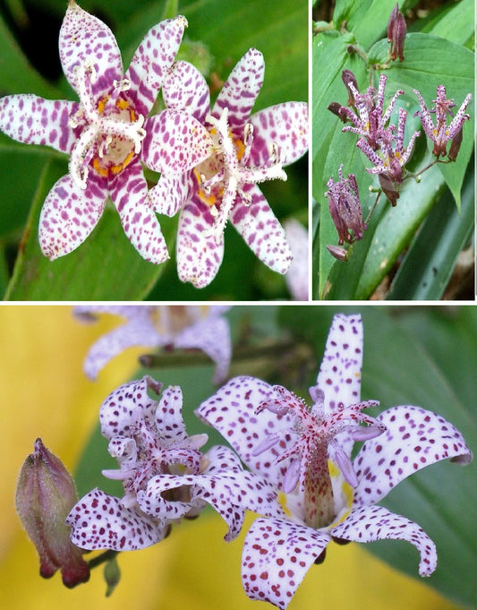 Toad Lily | Tricyrtis Hirta | 30+ seeds | Perennial | Shade Loving