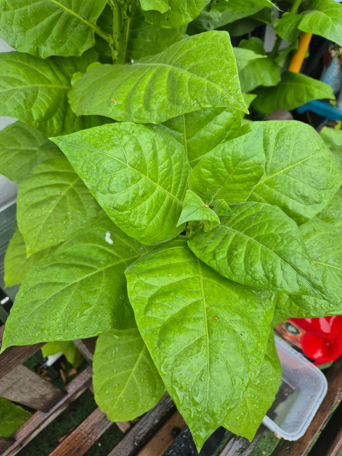 Tobacco (Golden Virginia) | 500+ seeds approx | UK organically grown