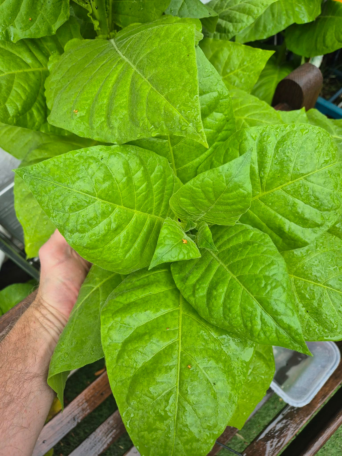 Tobacco (Golden Virginia) | 500+ seeds approx | UK organically grown