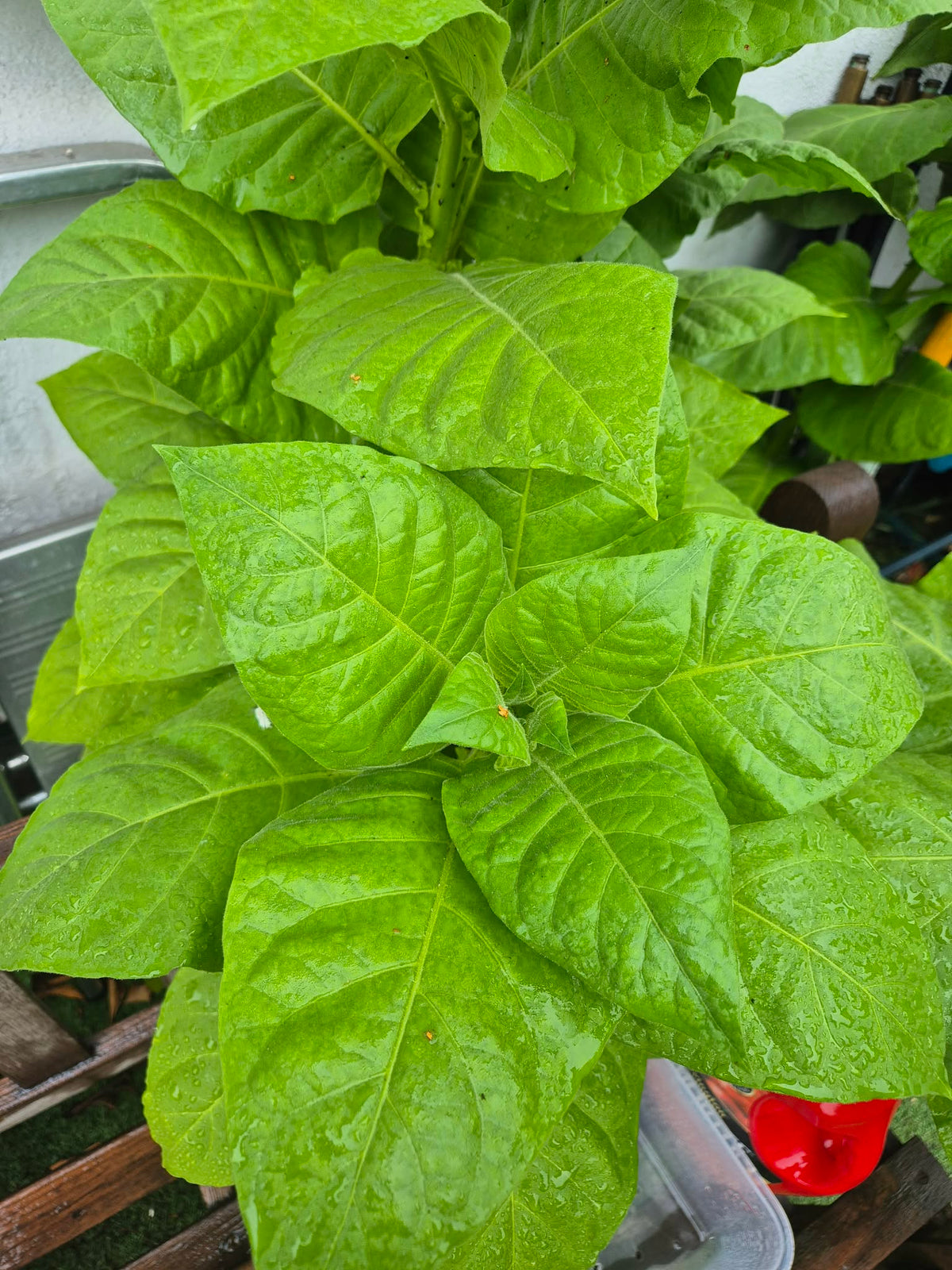 Tobacco (Golden Virginia) | 500+ seeds approx | UK organically grown