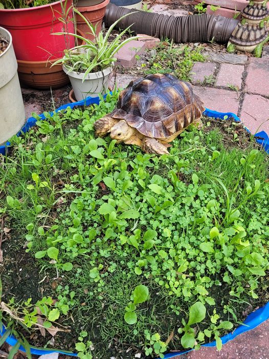 Tortoise Food Seed Mix | 200+ seeds | 12 native species