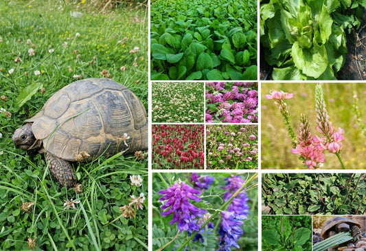 Tortoise Food Seed Mix | 200+ seeds | 12 native species