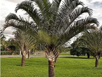 Triangle Palm | Dypsis Decaryi | 5 fresh seeds | Houseplant