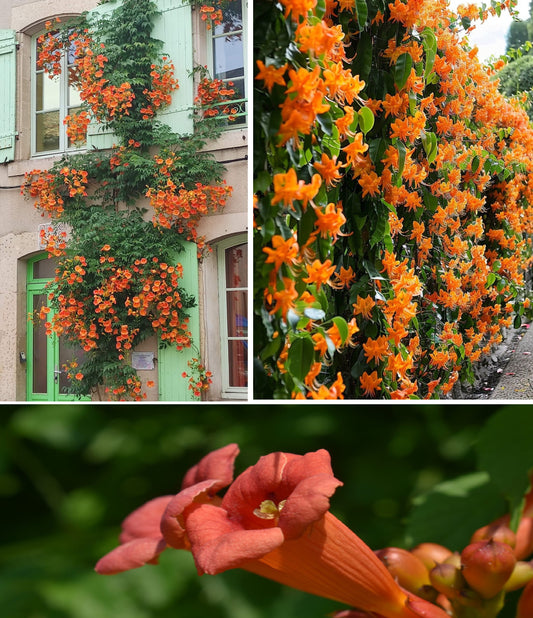 Trumpet Vine | Campsis Radicans | 50+ seeds | Vigorous Climber