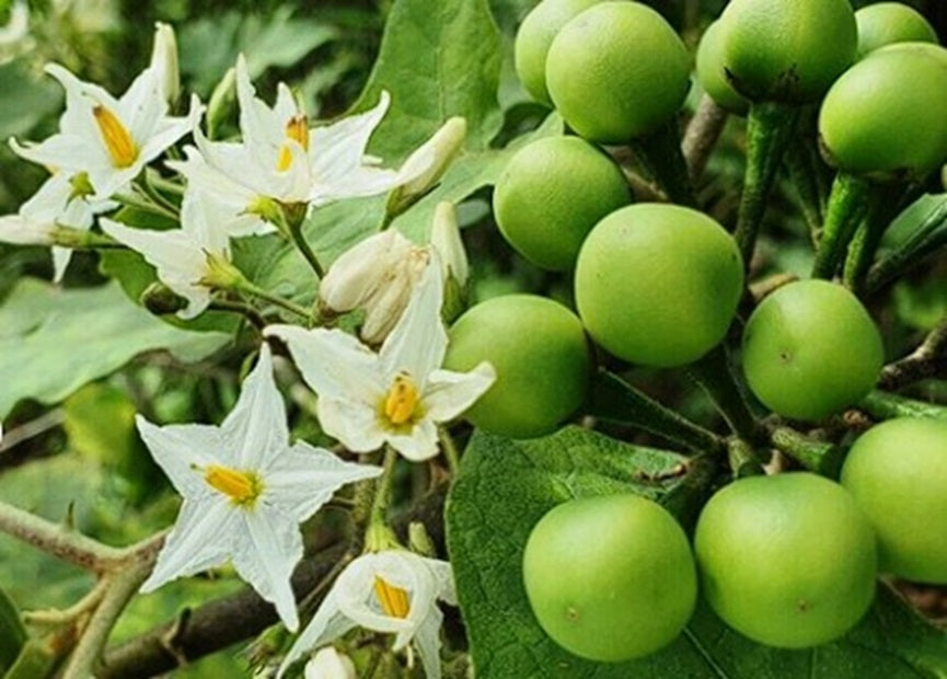 Turkey Berry (Solanum Torvum) | 15+ seeds | Pea Eggplant