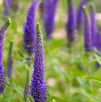 Veronica Blue Shades | 50+ seeds | Speedwell | Perennial | Low Maintenance
