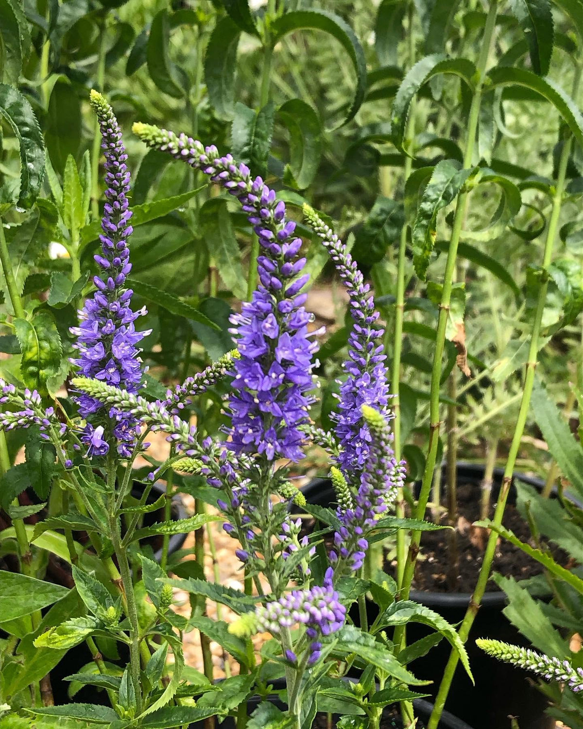 Veronica Blue Shades | 50+ seeds | Speedwell | Perennial | Low Maintenance