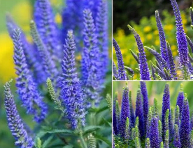 Veronica Blue Shades | 50+ seeds | Speedwell | Perennial | Low Maintenance