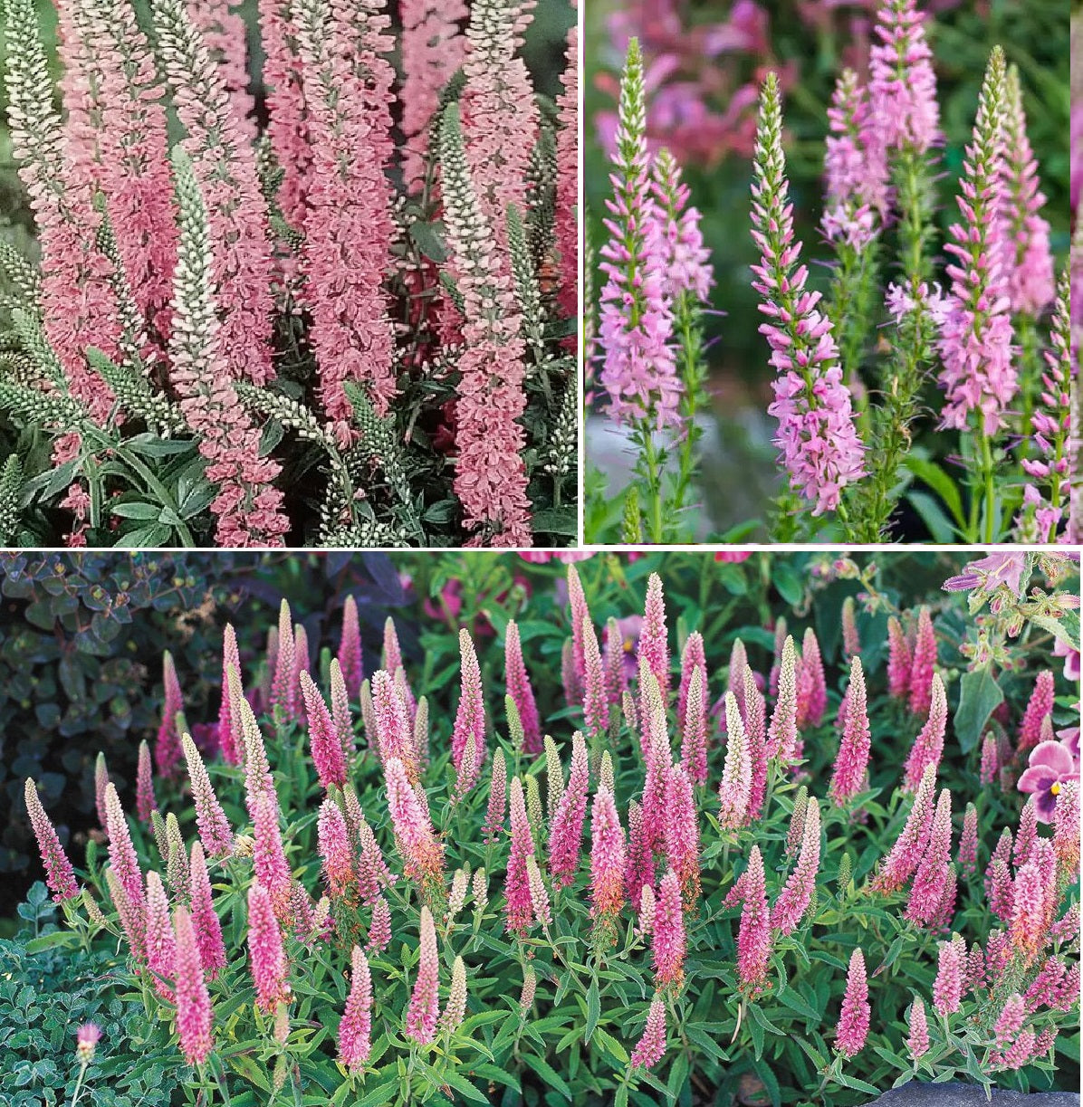 Veronica 'Pink Shades' | 50+ seeds | Speedwell | Perennial – speedyseeds