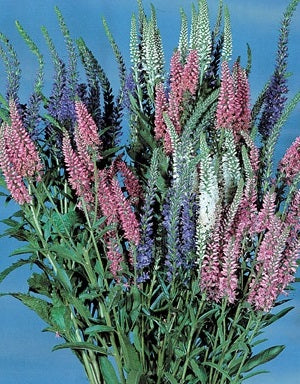 Veronica Sightseeing Mix | 50+ seeds | Perennial