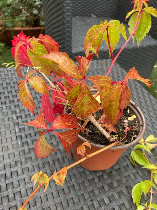 Virginia Creeper Parthenocissus Quinquefolia in 13cm pot