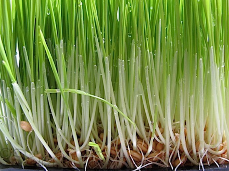 Organic Seeds for Sprouting / Sprouts | Many Types | Healthy Microgreens all year round!