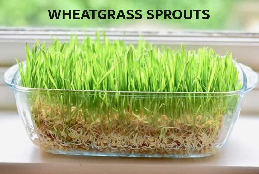 Organic Seeds for Sprouting / Sprouts | Many Types | Healthy Microgreens all year round!